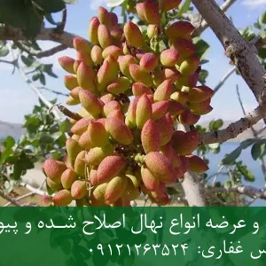 نهال پسته خنجری پایه رویشی + مناسب احداث باغ تجاری