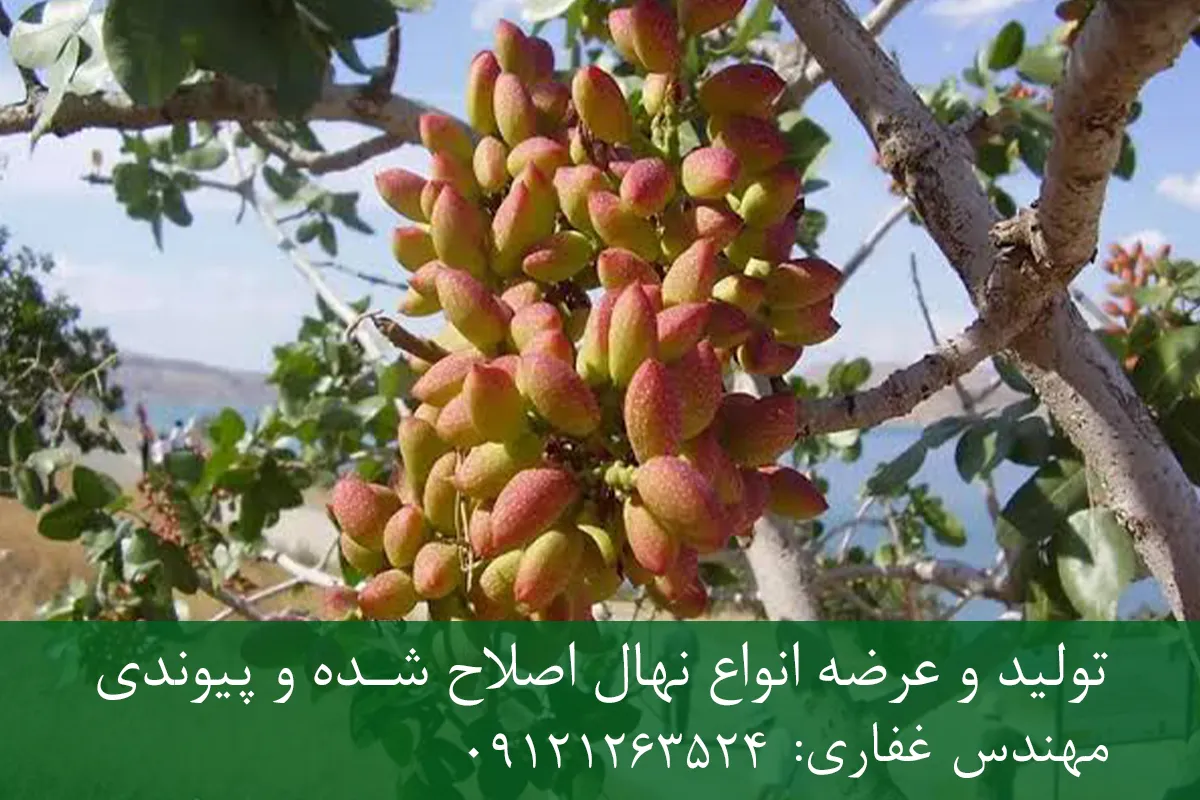 نهال پسته خنجری پایه رویشی + مناسب احداث باغ تجاری نهال پسته خنجری پایه رویشی + مناسب احداث باغ تجاری