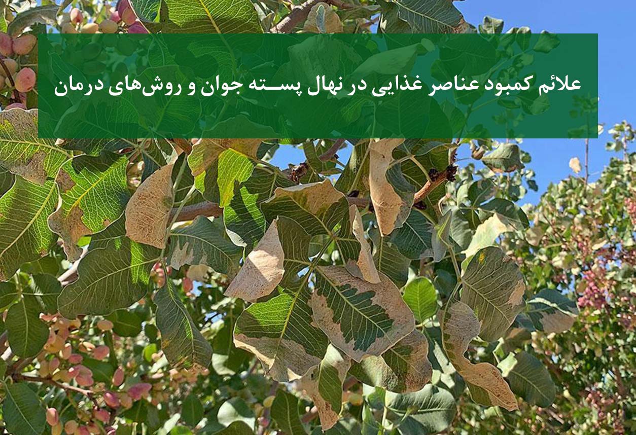 نهال پسته + علائم کمبود عناصر غذایی