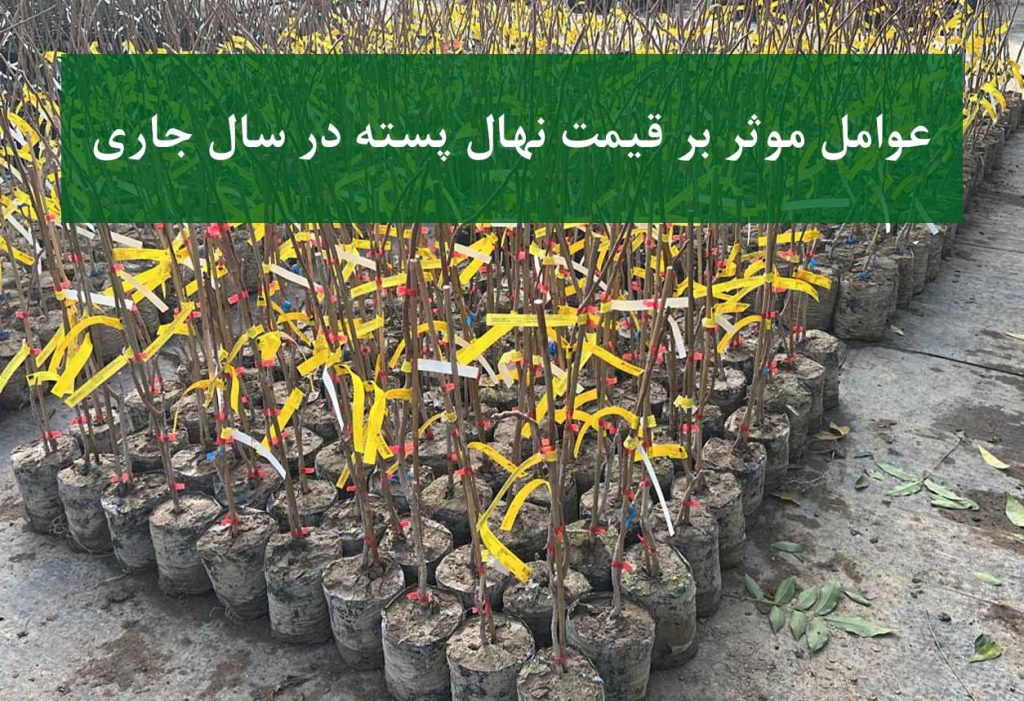 نهال پسته + قیمت روز نهال پسته