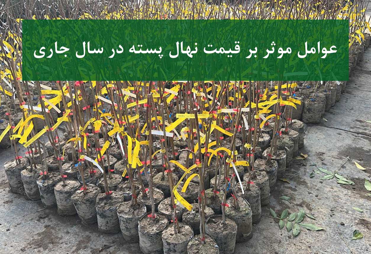 نهال پسته + قیمت روز نهال پسته