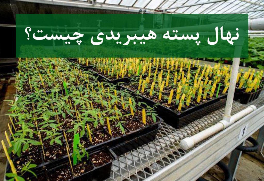 نهال پسته هیبریدی + رشد سریع و عملکرد بالا در باغ