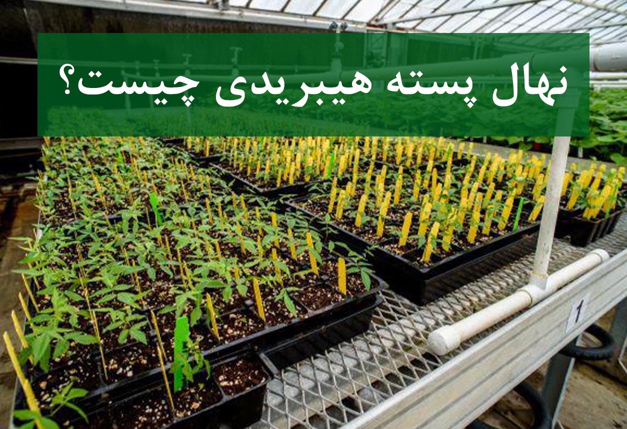 نهال پسته هیبریدی + رشد سریع و عملکرد بالا در باغ