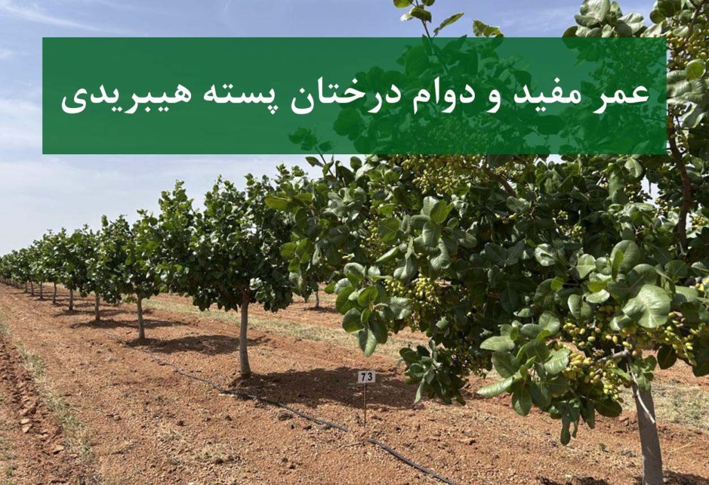 نهال پسته هیبریدی + عمر مفید درخت