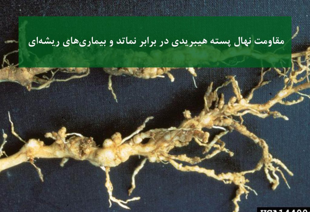 نهال پسته هیبریدی + مقاومت به نماتد