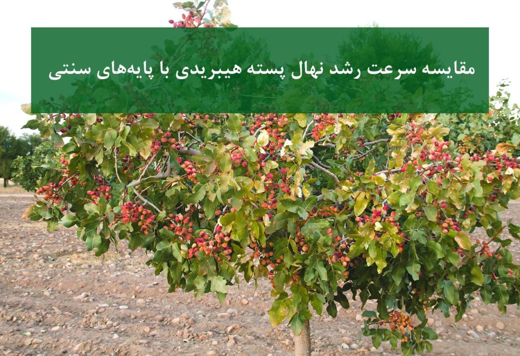 نهال پسته هیبریدی + مقایسه سرعت رشد با پایه بذری