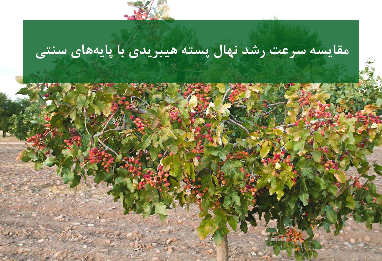 نهال پسته هیبریدی + مقایسه سرعت رشد با پایه بذری