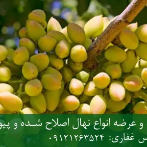 نهال پسته هیبریدی پایه رویشی + نهال اصلاح‌شده و شناسنامه‌دار