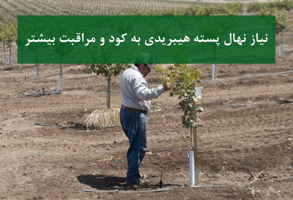 نهال پسته هیبریدی + کوددهی اصولی