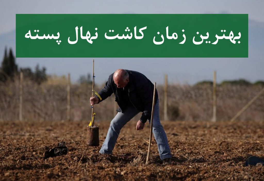 نهال پسته + کاشت در فصل پاییز