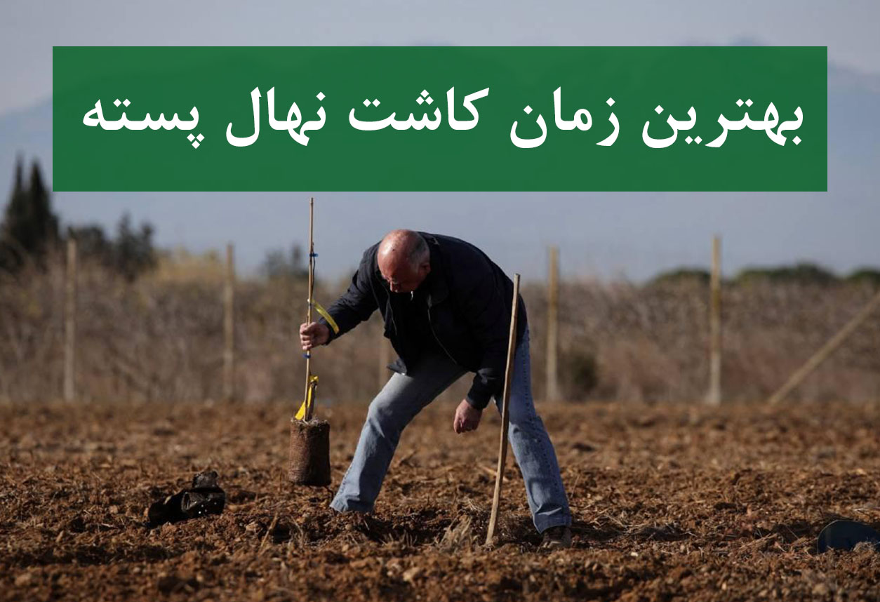 نهال پسته + کاشت در فصل پاییز
