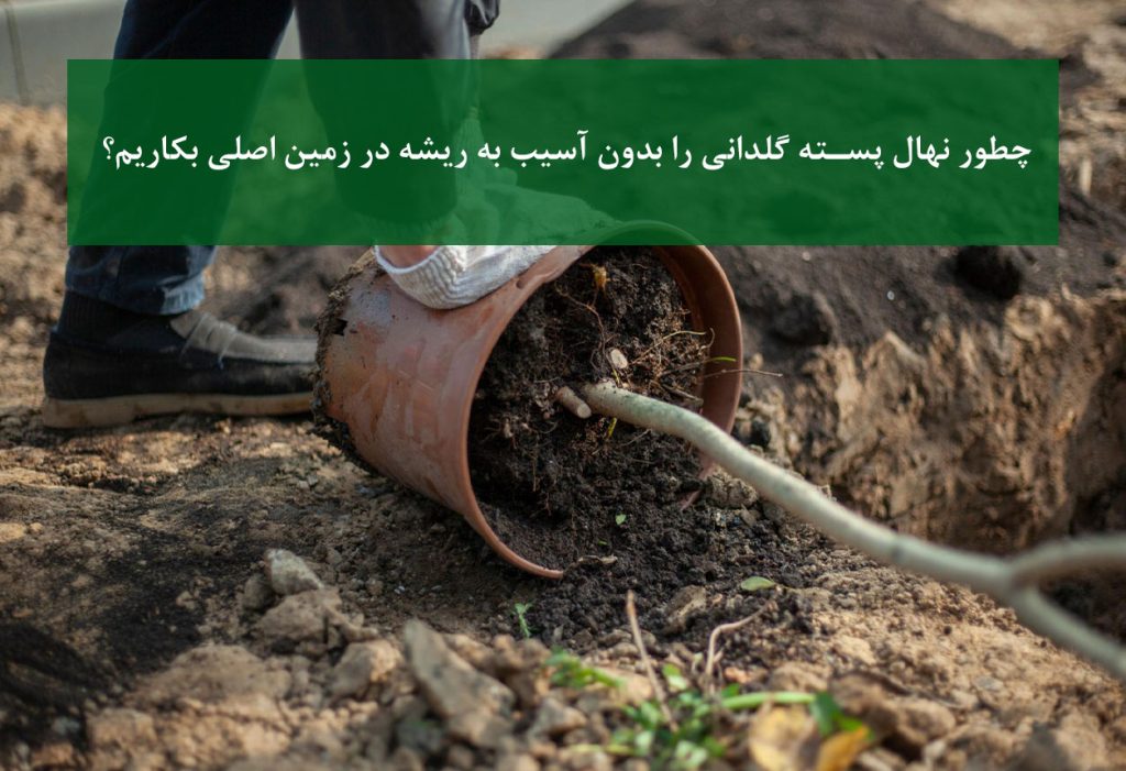 نهال پسته + کاشت گلدانی در زمین