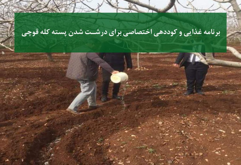 نهال پسته کله قوچی + برنامه غذایی برای درشت شدن میوه