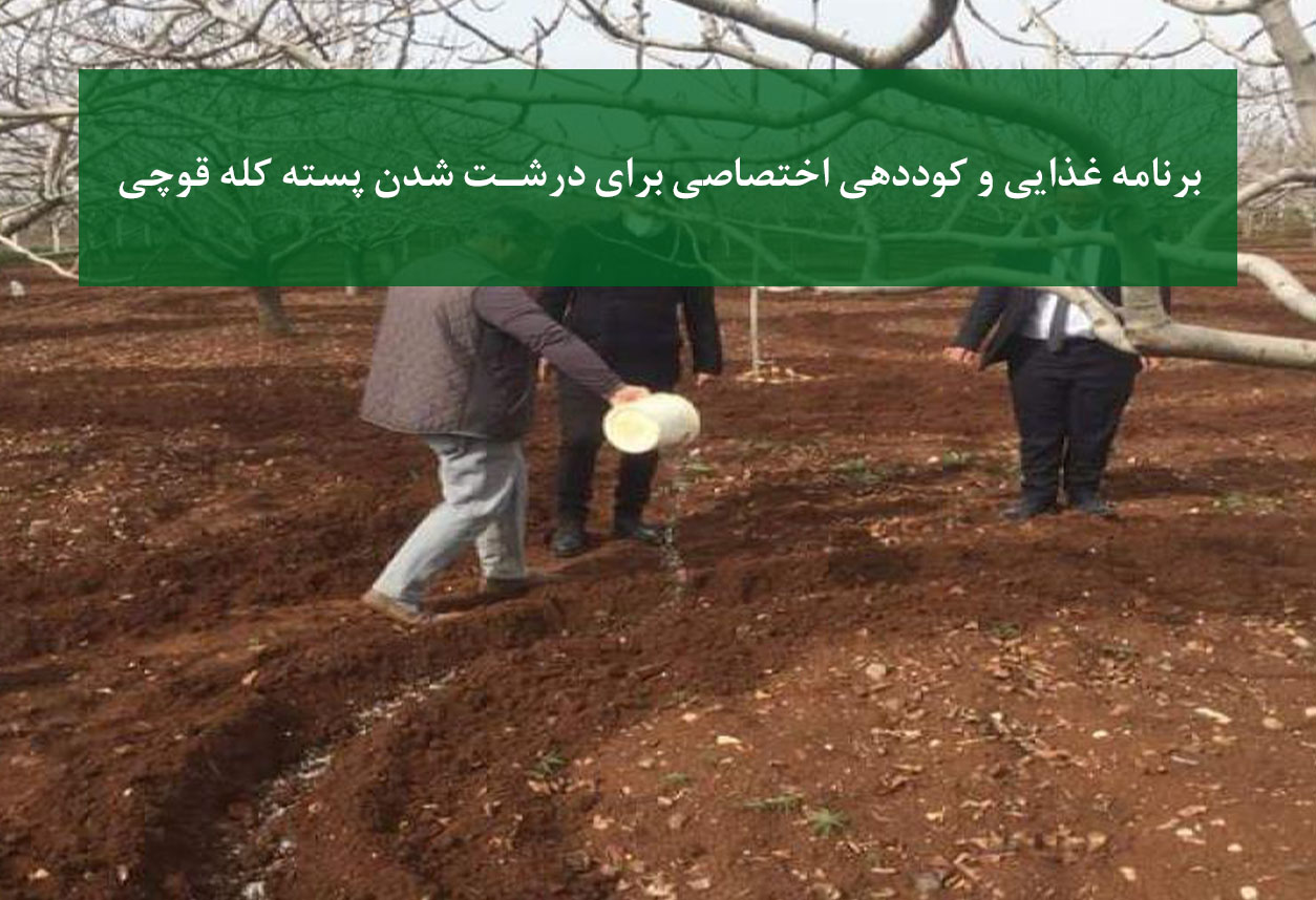 نهال پسته کله قوچی + برنامه غذایی برای درشت شدن میوه