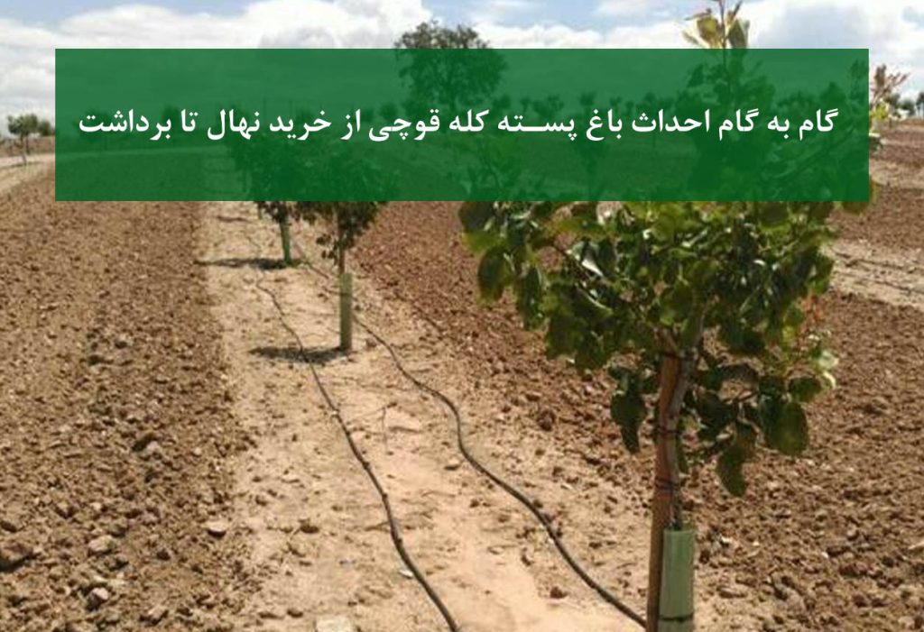 نهال پسته کله قوچی + خرید نهال و آماده‌سازی زمین برای احداث باغ