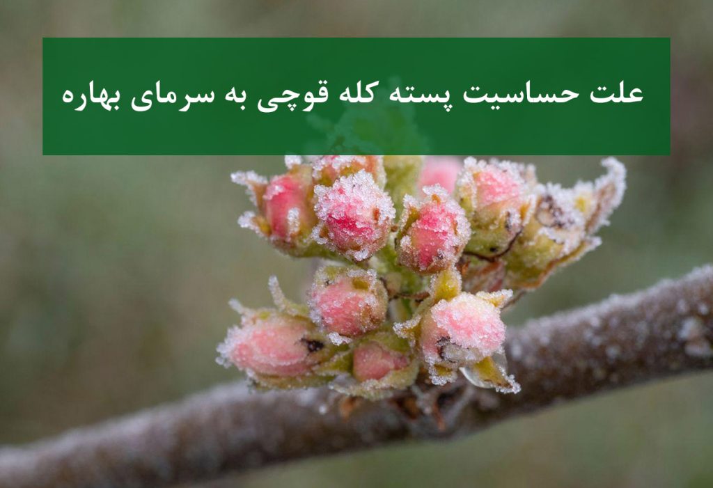 نهال پسته کله قوچی + خسارت سرمای بهاره به جوانه‌ها