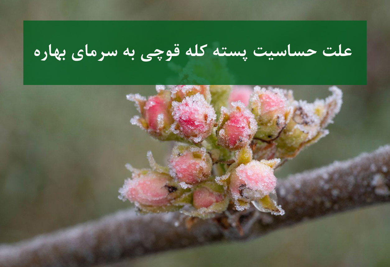 نهال پسته کله قوچی + خسارت سرمای بهاره به جوانه‌ها