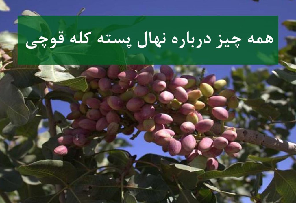 نهال پسته کله قوچی + درخت پربار با میوه‌های درشت