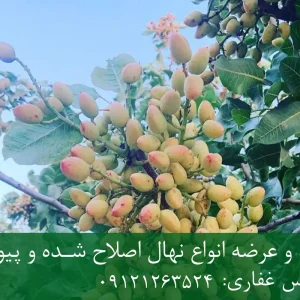 نهال پسته کله قوچی پایه رویشی + مناسب احداث باغ تجاری