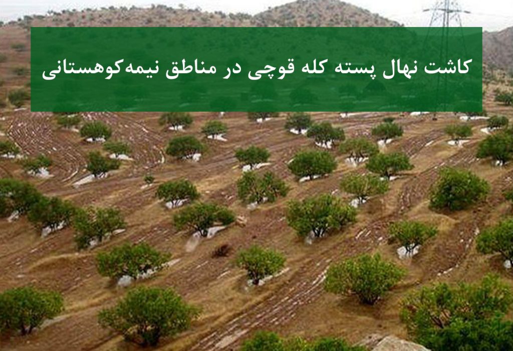 نهال پسته کله قوچی + کاشت در مناطق نیمه‌کوهستانی