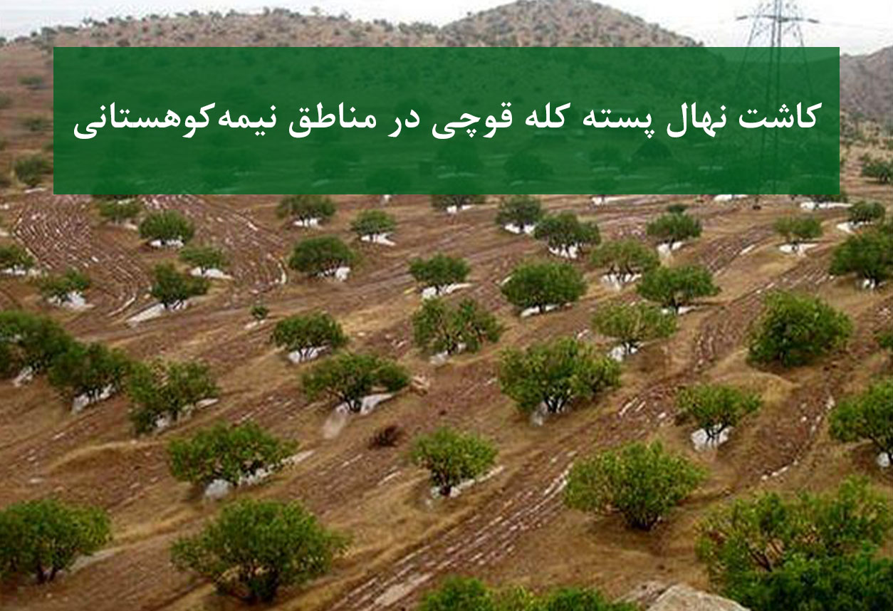 نهال پسته کله قوچی + کاشت در مناطق نیمه‌کوهستانی