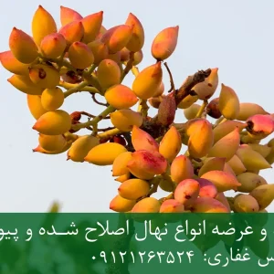 نهال پسته یو سی بی وان پایه رویشی + مناسب احداث باغ تجاری