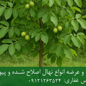 نهال گردو اسرائیلی پایه رویشی + نهال اصلاح‌شده و شناسنامه‌دار