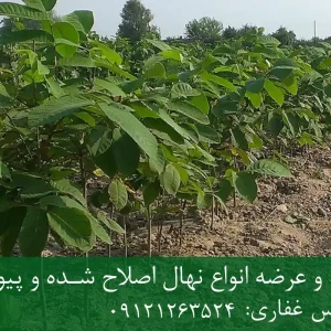 نهال گردو تویسرکان پایه رویشی + نهال اصلاح‌شده و شناسنامه‌دار
