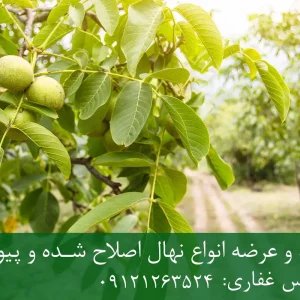نهال گردو خوشه ای پایه رویشی + نهال اصلاح‌شده و شناسنامه‌دار