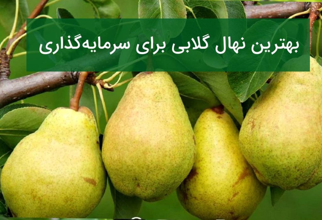 نهال گلابی زودبازده یا دیربازده؟