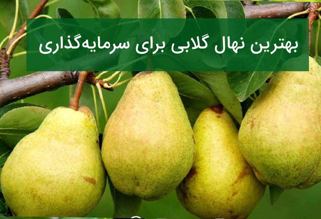 نهال گلابی زودبازده یا دیربازده؟