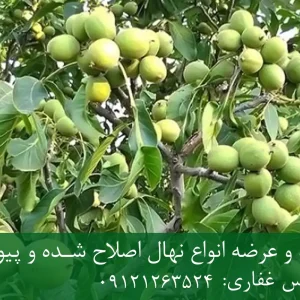 نهال گردو فرنور پایه رویشی + نهال اصلاح‌شده و شناسنامه‌دار