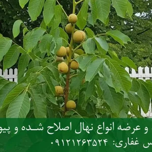 نهال گردو هارتلی پایه رویشی + نهال اصلاح‌شده و شناسنامه‌دار