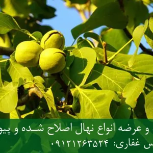 نهال گردو پاکوتاه پایه رویشی + نهال اصلاح‌شده و شناسنامه‌دار