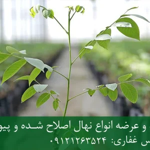نهال گردو پدرو پایه رویشی + نهال اصلاح‌شده و شناسنامه‌دار
