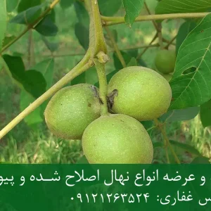 نهال گردو پرشین پایه رویشی + مناسب احداث باغ تجاری