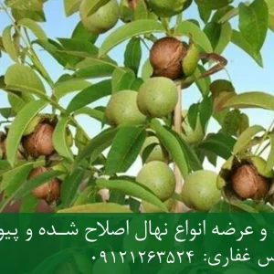 نهال گردو پکان پایه رویشی + نهال اصلاح‌شده و شناسنامه‌دار