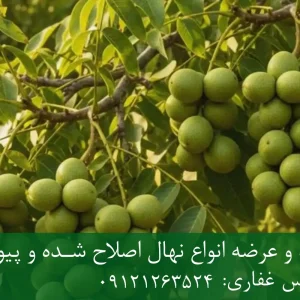 نهال گردو چالدران پایه رویشی + نهال اصلاح‌شده و شناسنامه‌دار