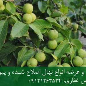 نهال گردو چندلر پایه رویشی + نهال اصلاح‌شده و شناسنامه‌دار