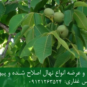 نهال گردو ژنوتیپ برتر پایه رویشی + مناسب احداث باغ تجاری