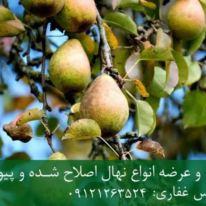 نهال گلابی اسپادانا پایه OHF + مناسب احداث باغ متراکم