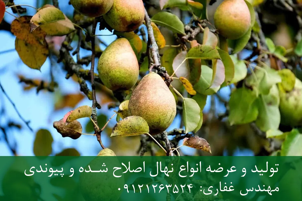 نهال گلابی اسپادانا پایه OHF + مناسب احداث باغ متراکم نهال گلابی اسپادانا پایه OHF + مناسب احداث باغ متراکم