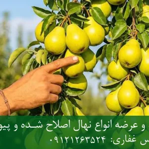 نهال گلابی اسپادانا پایه رویشی + نهال اصلاح‌شده و شناسنامه‌دار
