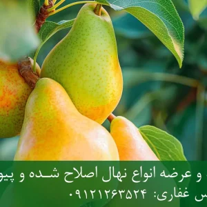نهال گلابی اسپادانا پایه پیرودوارف + مناسب احداث باغ متراکم