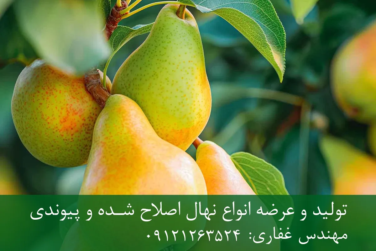 نهال گلابی اسپادانا پایه پیرودوارف + مناسب احداث باغ متراکم نهال گلابی اسپادانا پایه پیرودوارف + مناسب احداث باغ متراکم