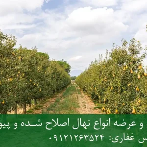 نهال گلابی اسپادانا پایه کوینز + نهال اصلاح‌شده و شناسنامه‌دار