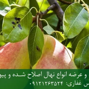 نهال گلابی بلادی جونیو پایه OHF + مناسب احداث باغ مدرن