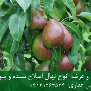 نهال گلابی بلادی جونیو پایه رویشی + نهال اصلاح‌شده و شناسنامه‌دار