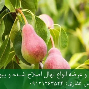 نهال گلابی بلادی جونیو پایه پیرودوارف + نهال اصلاح شده و شناسنامه دار