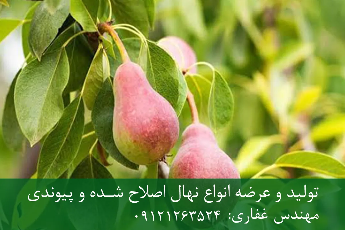 نهال گلابی بلادی جونیو پایه پیرودوارف + نهال اصلاح شده و شناسنامه دار نهال گلابی بلادی جونیو پایه پیرودوارف + نهال اصلاح شده و شناسنامه دار
